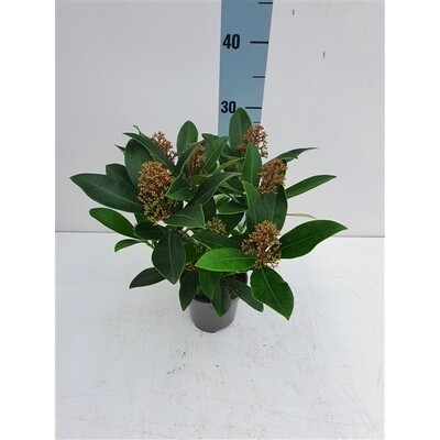 Skimmia japonica 'Rubella' - vaso Ø9cm
