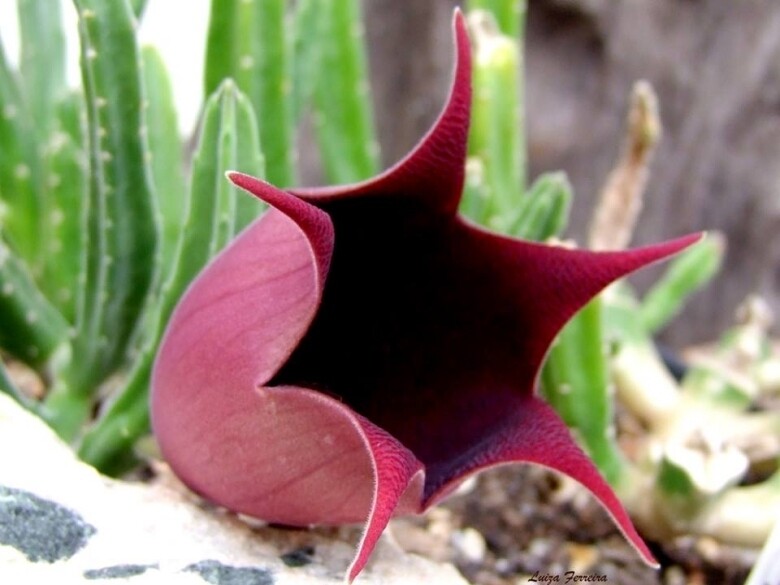 Stapelia leendertziae kolibri - vaso Ø6 cm
