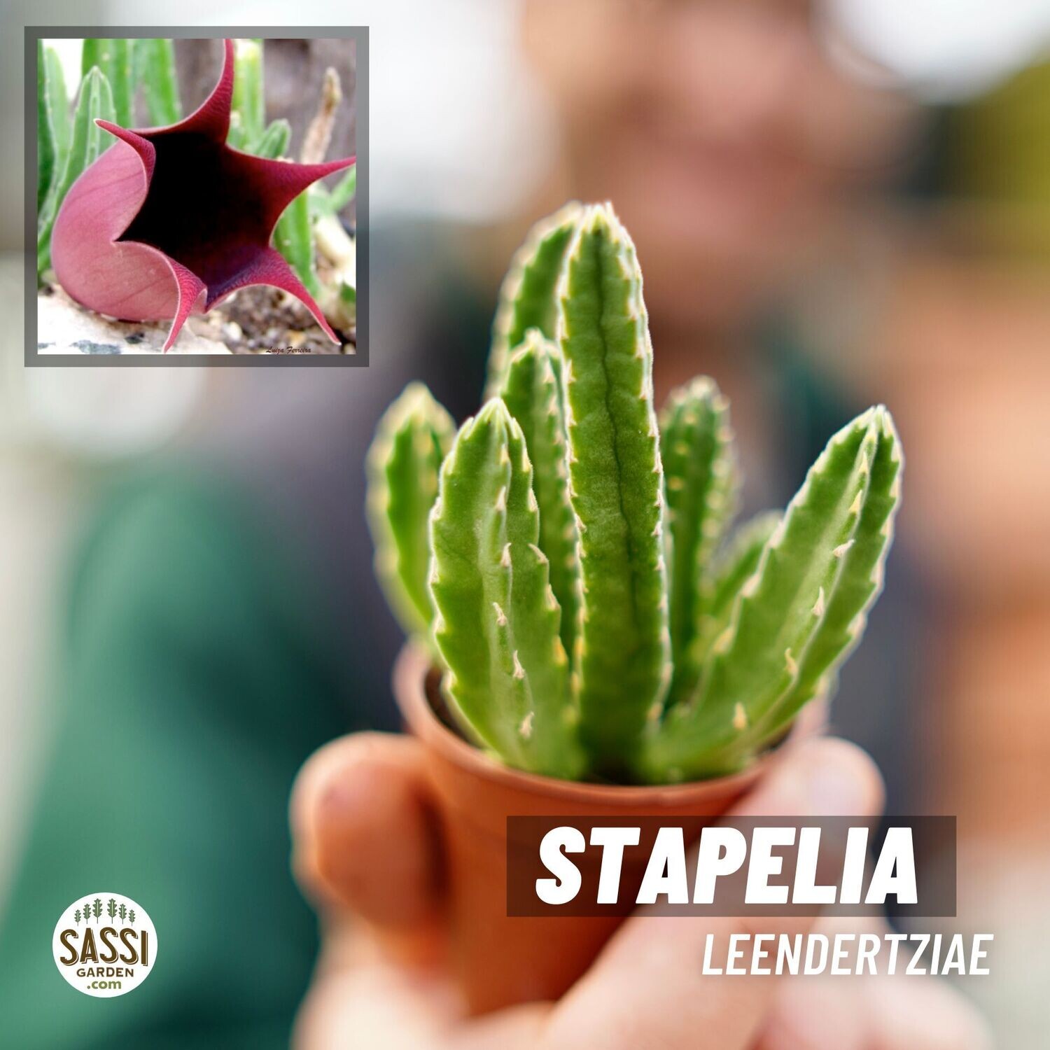 Stapelia leendertziae kolibri - vaso Ø6 cm Stapelia leendertziae kolibri - vaso Ø6 cm