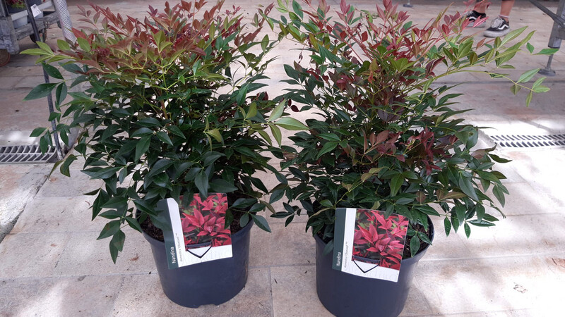Nandina domestica 'Obsessed' - vaso Ø24 cm, h 60 cm