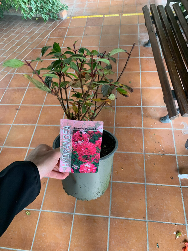 Ortensia Paniculata, Hydrangea paniculata 'Diamant Rouge' - vaso Ø19 cm