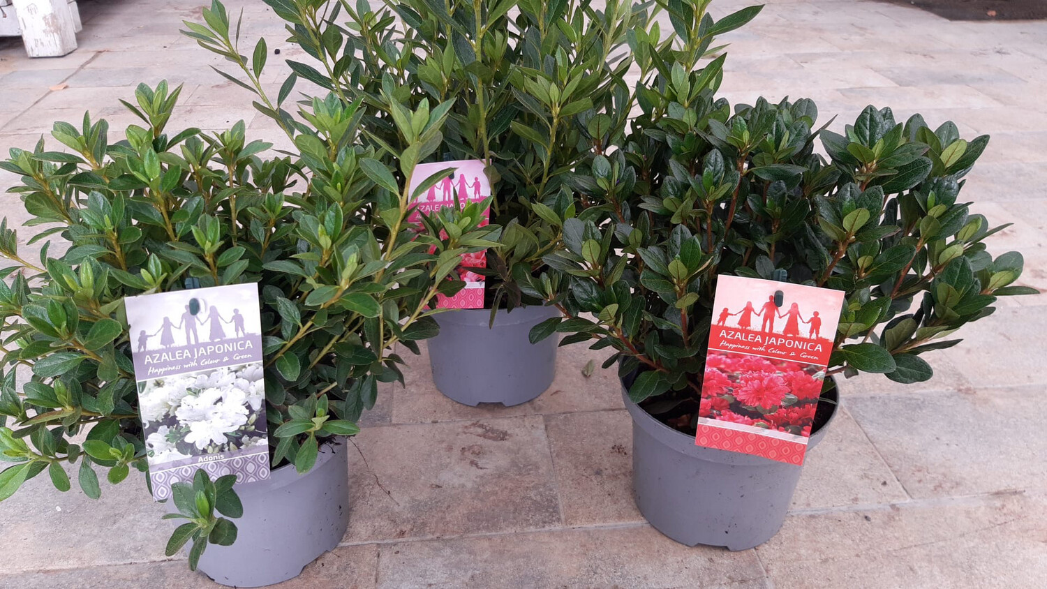 Azalea japonica - vaso 17 chioma 25-30 Azalea japonica - vaso 17 chioma 25-30
