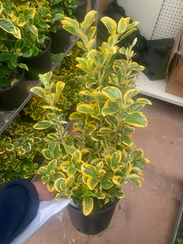 Euonymus japonicus 'Aurea', 'Evonimo, Euonymus Aureomarginata - vaso Ø18 cm, h 35-40 cm fuorivaso