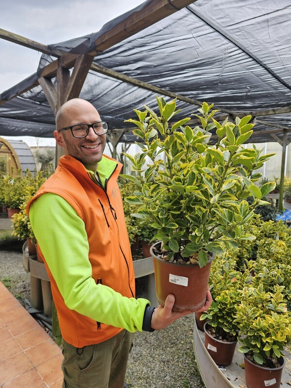 Euonymus japonicus 'Aurea', 'Evonimo, Euonymus Aureomarginata - vaso Ø18 cm, h 35-40 cm fuorivaso