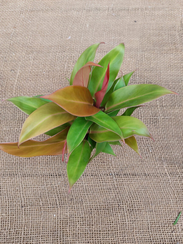Philodendron 'Prince of Orange',  Filodendro - vaso Ø6 cm