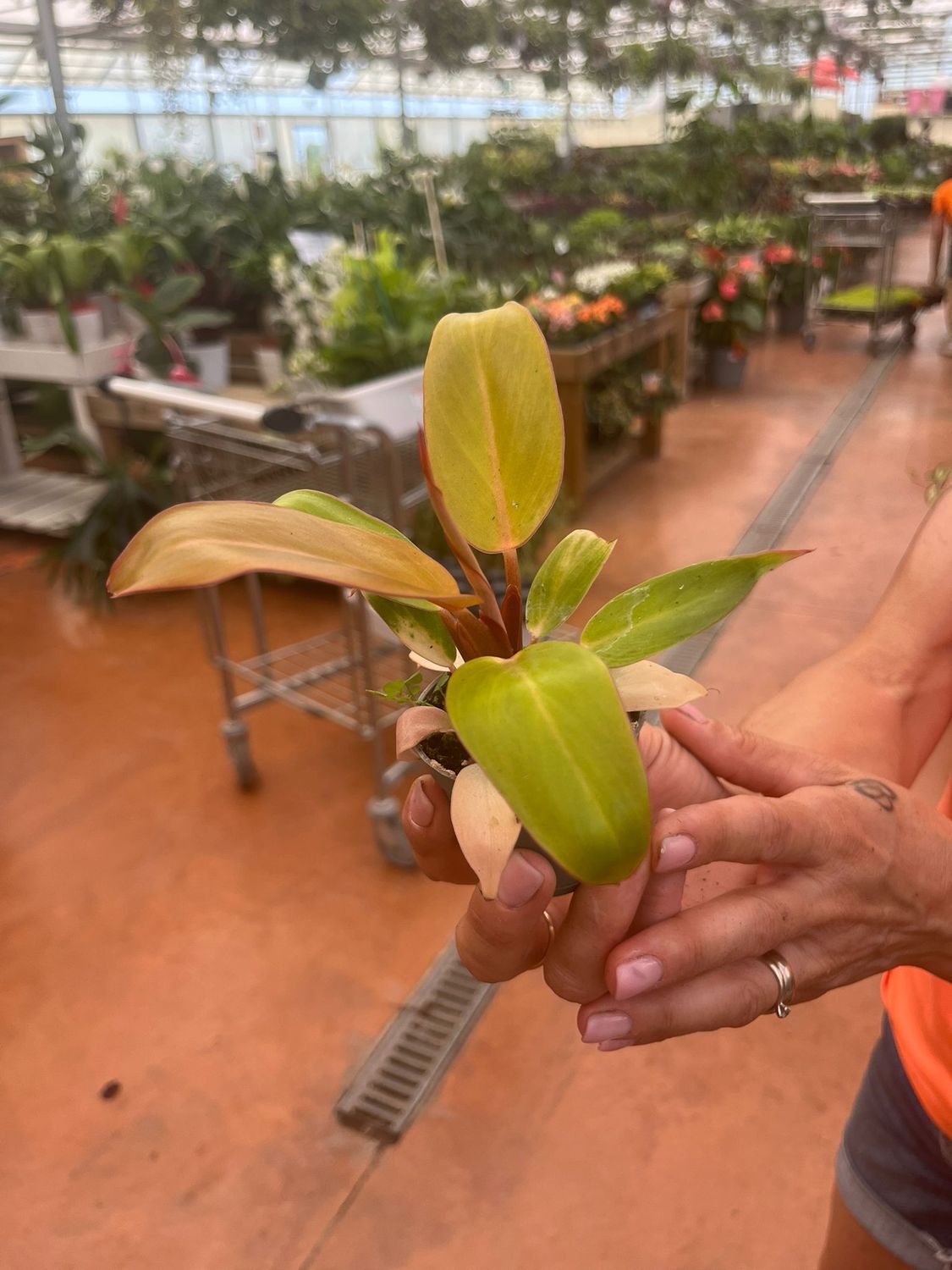 Philodendron 'Prince of Orange',  Filodendro - vaso Ø6 cm