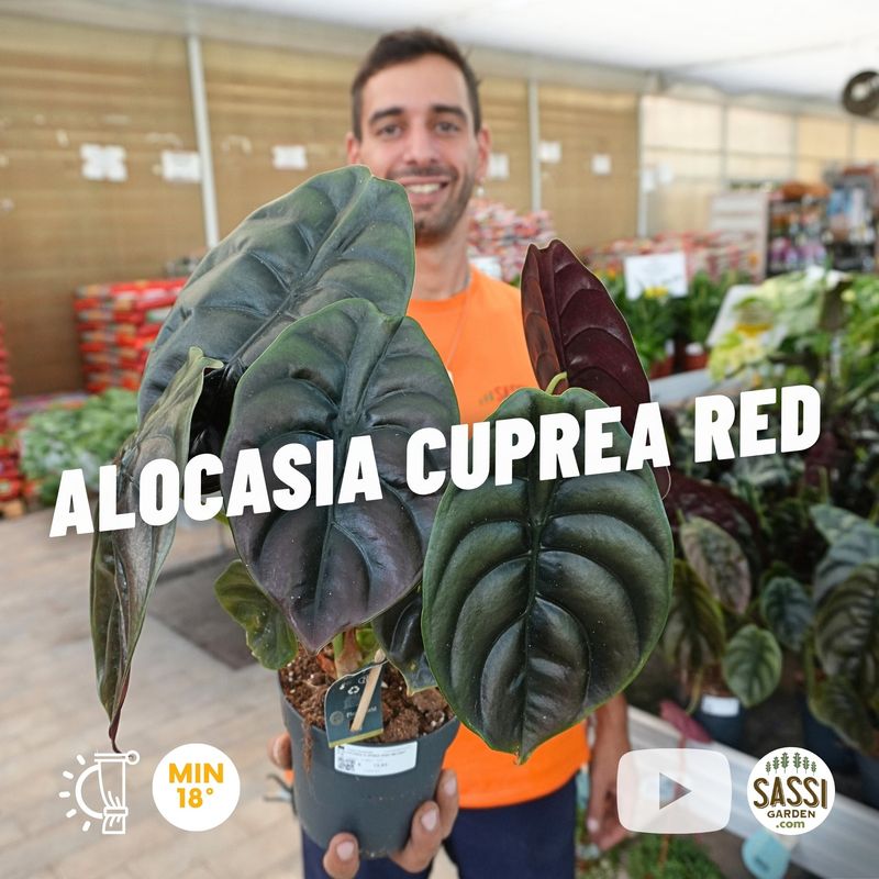 Alocasia cuprea 'Red', Alocasia metallica - vaso Ø14 cm