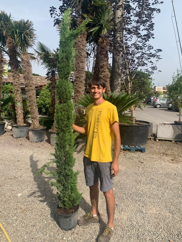 Cupressus sempervirens, Cipresso Toscano - vaso Ø30 cm H 200/220cm
