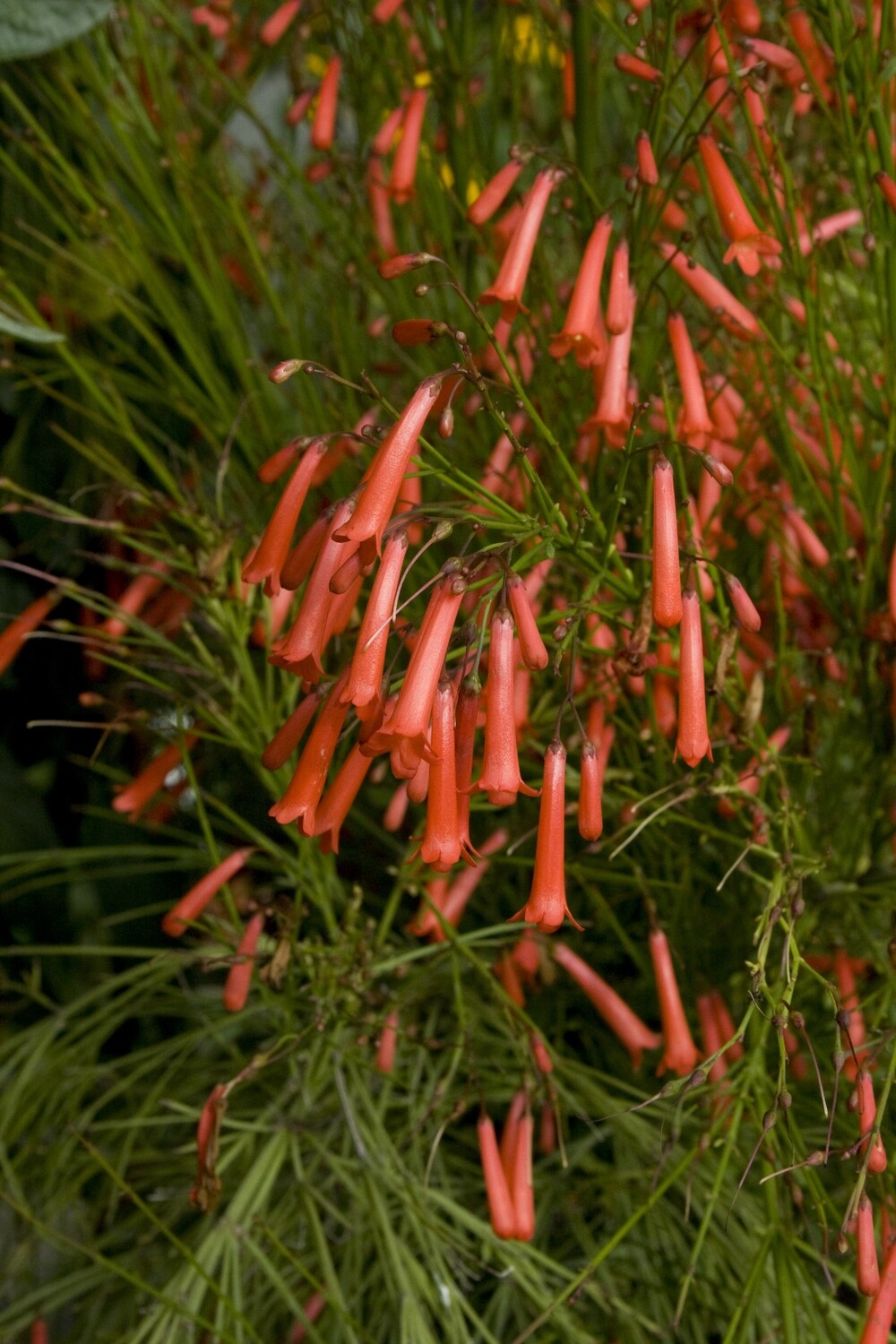 Russelia Juncea - vaso Ø18 cm