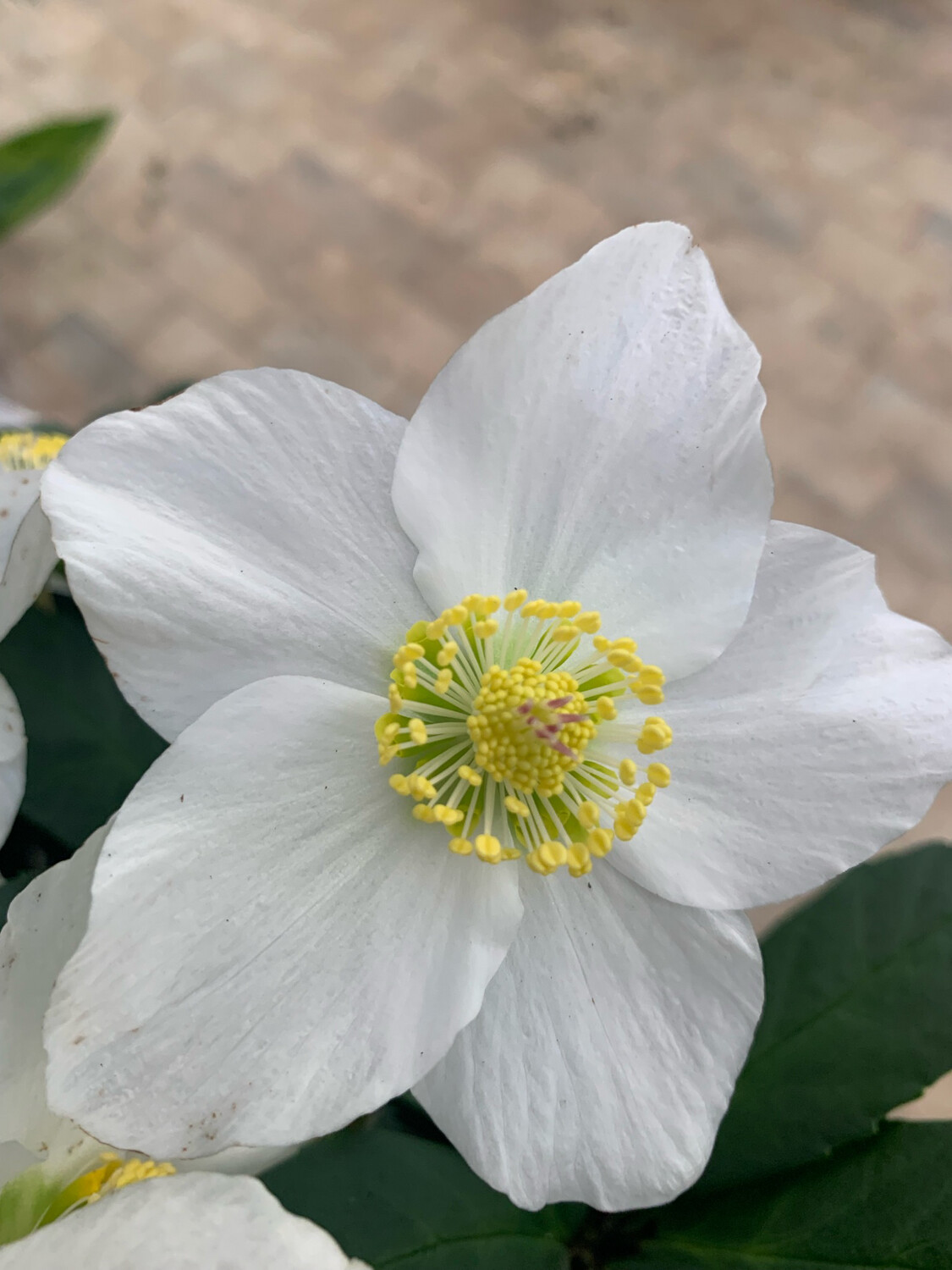 Helleborus Niger  "Christmas Carol", Helleboro, Elleboro, Rosa di Natale - vaso Ø9 cm