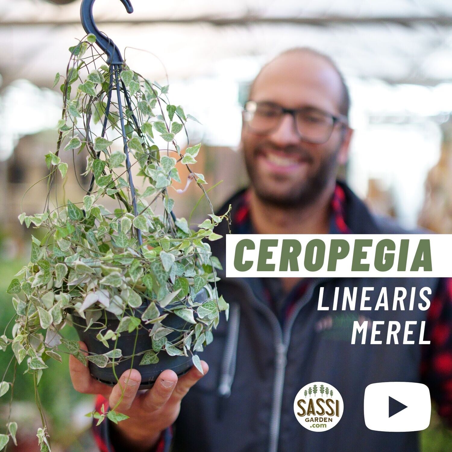 Ceropegia linearis 'Merel', String of Hearts, Collana di cuori - vaso Ø14 cm