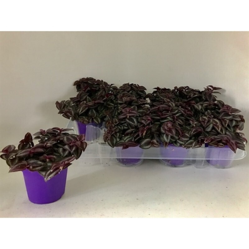 Tradescantia Purple Passion, Erba miseria, Tradescanzia, Tradescanzia - vaso Ø7 cm