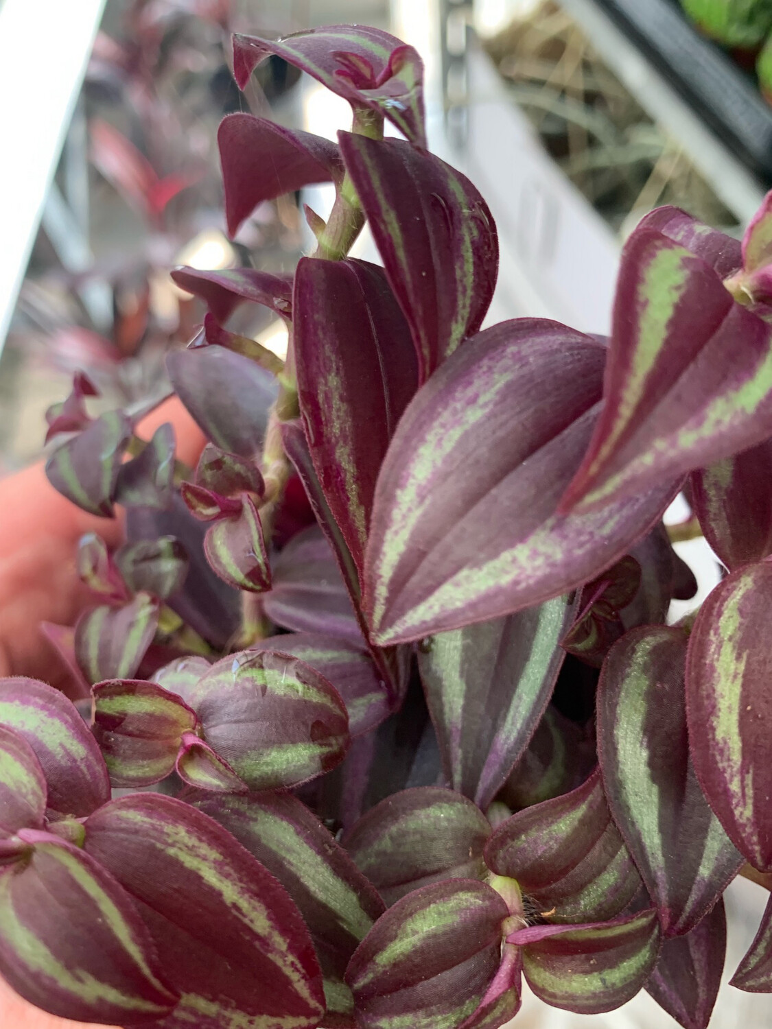 Tradescantia Purple Passion, Erba miseria, Tradescanzia, Tradescanzia - vaso Ø7 cm Tradescantia Purple Passion, Erba miseria, Tradescanzia, Tradescanzia - vaso Ø7 cm