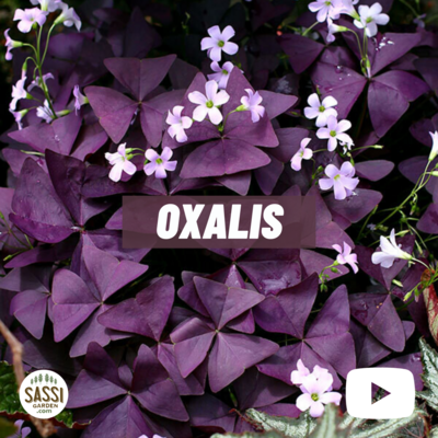 Oxalis triangularis 'Mijke' - vaso Ø12 cm