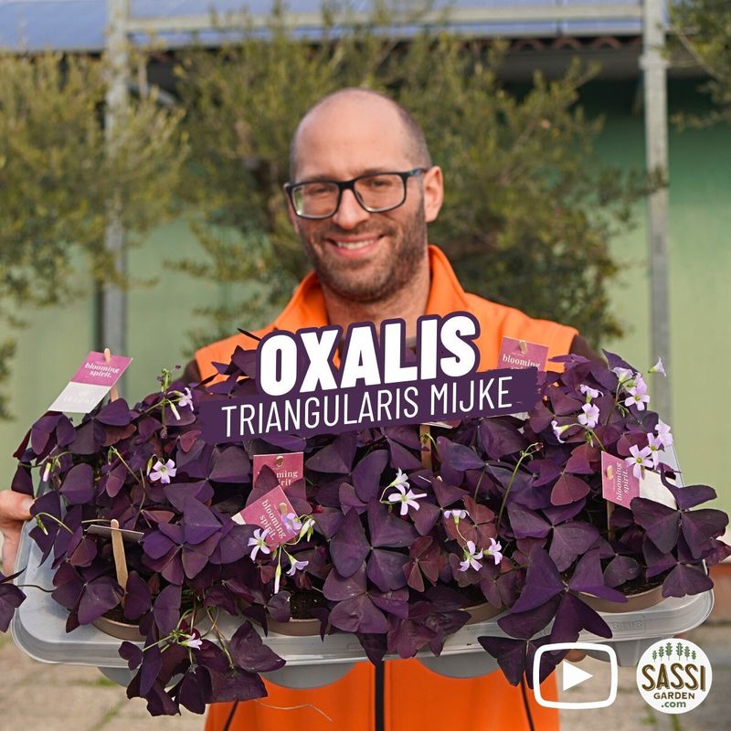Oxalis triangularis 'Mijke' - vaso Ø12 cm Oxalis triangularis 'Mijke' - vaso Ø12 cm
