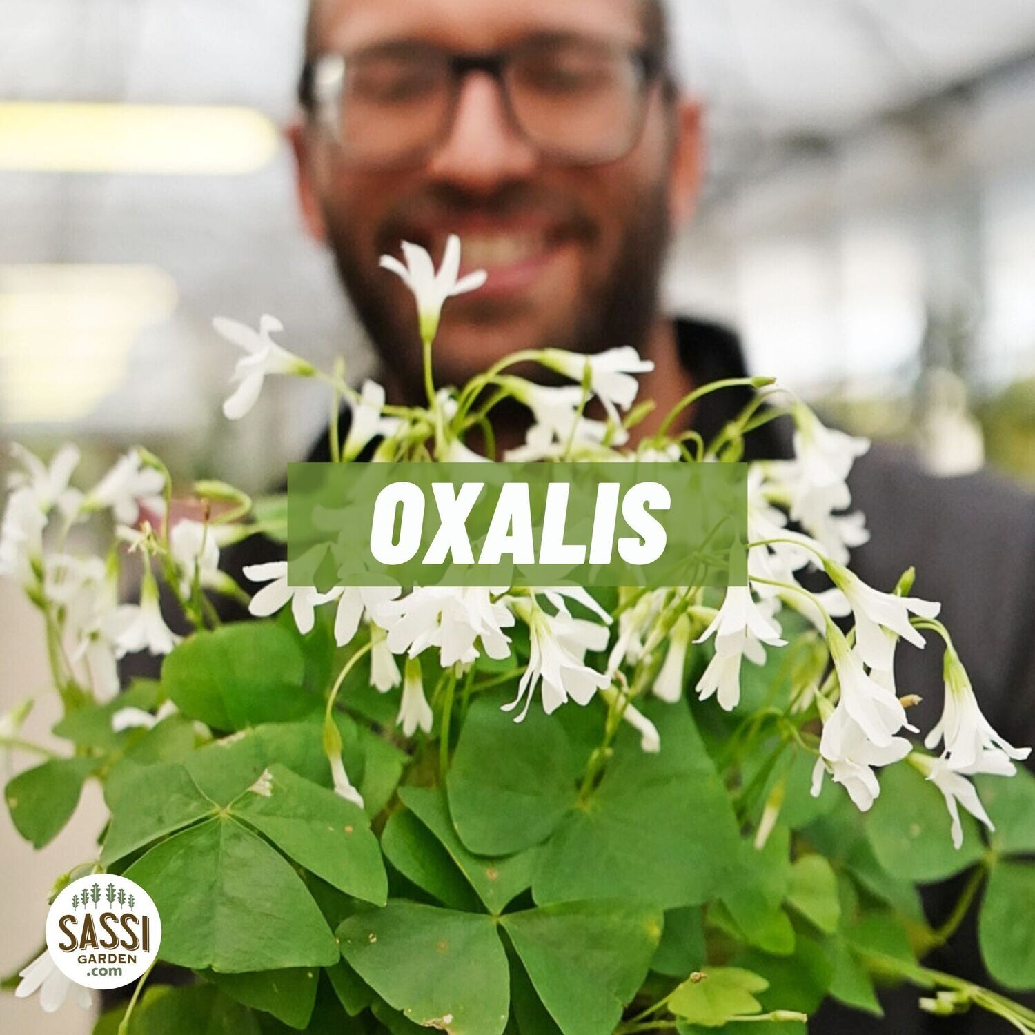 Oxalis Triangularis subsp. Papilionacea 'Regnelli' - vaso Ø11 cm