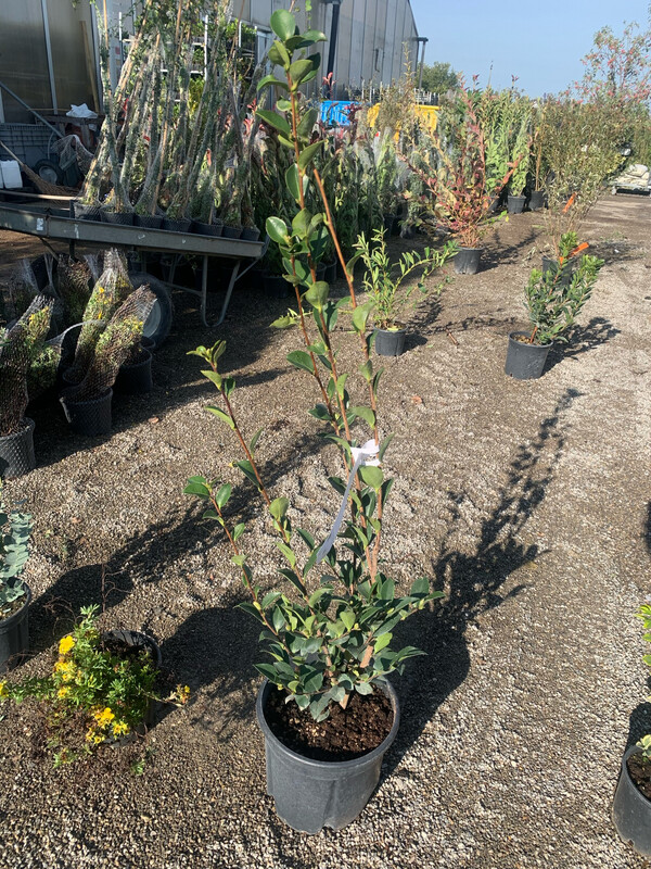 Camellia sasanqua, Camelia - vaso Ø24 cm SOLO ROSA