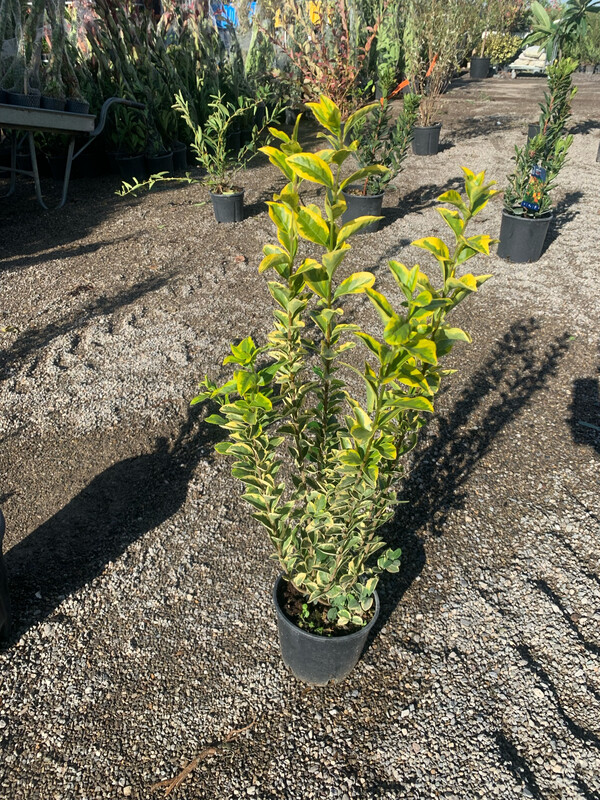 Ligustrum ovalifolium 'Aurea', Ligustro dorato - vaso Ø17 cm