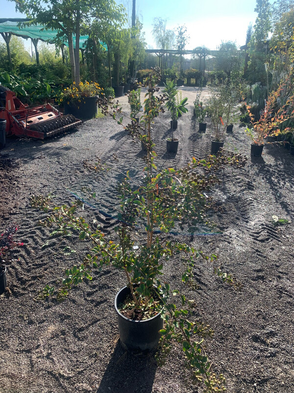 Lagerstroemia indica, Mirto crespo (cespuglio) - vaso Ø35 cm H 140cm scod