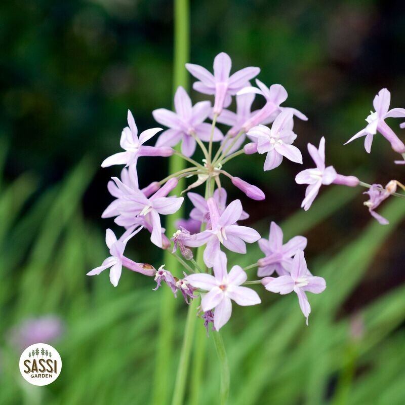 Tulbaghia violacea variegata, fiore viola " silver lace " - vaso Ø16 cm