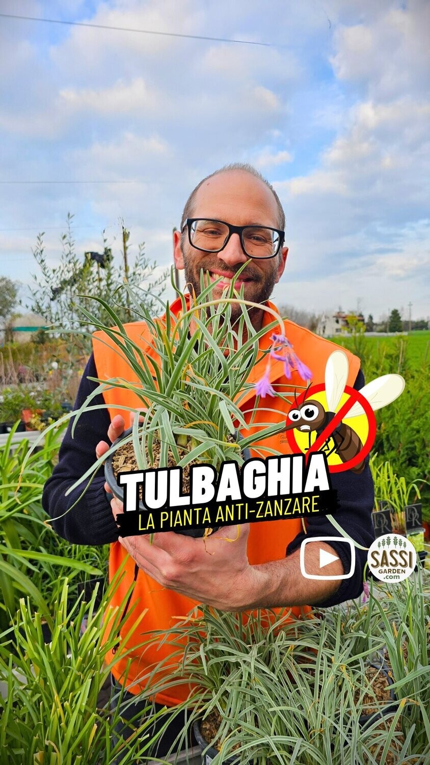 Tulbaghia violacea variegata, fiore viola " silver lace " - vaso Ø16 cm