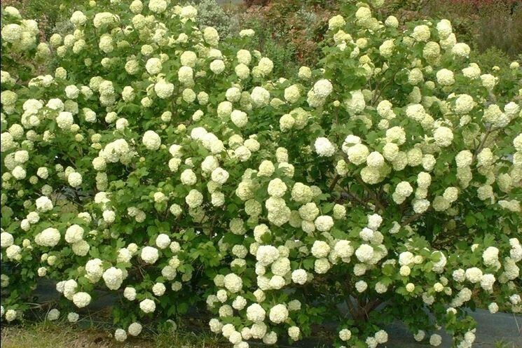 Viburnum opulus, Pallone di maggio/Palla di neve - vaso 8