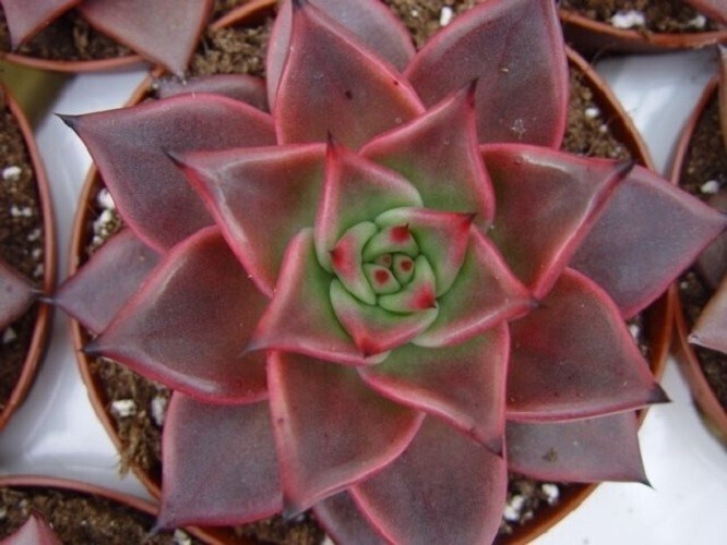 Echeveria spp. 'Taurus' - vaso Ø7 cm