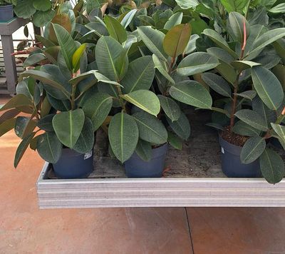 Ficus robusta: come coltivarlo in appartamento e godere dei suoi benefici