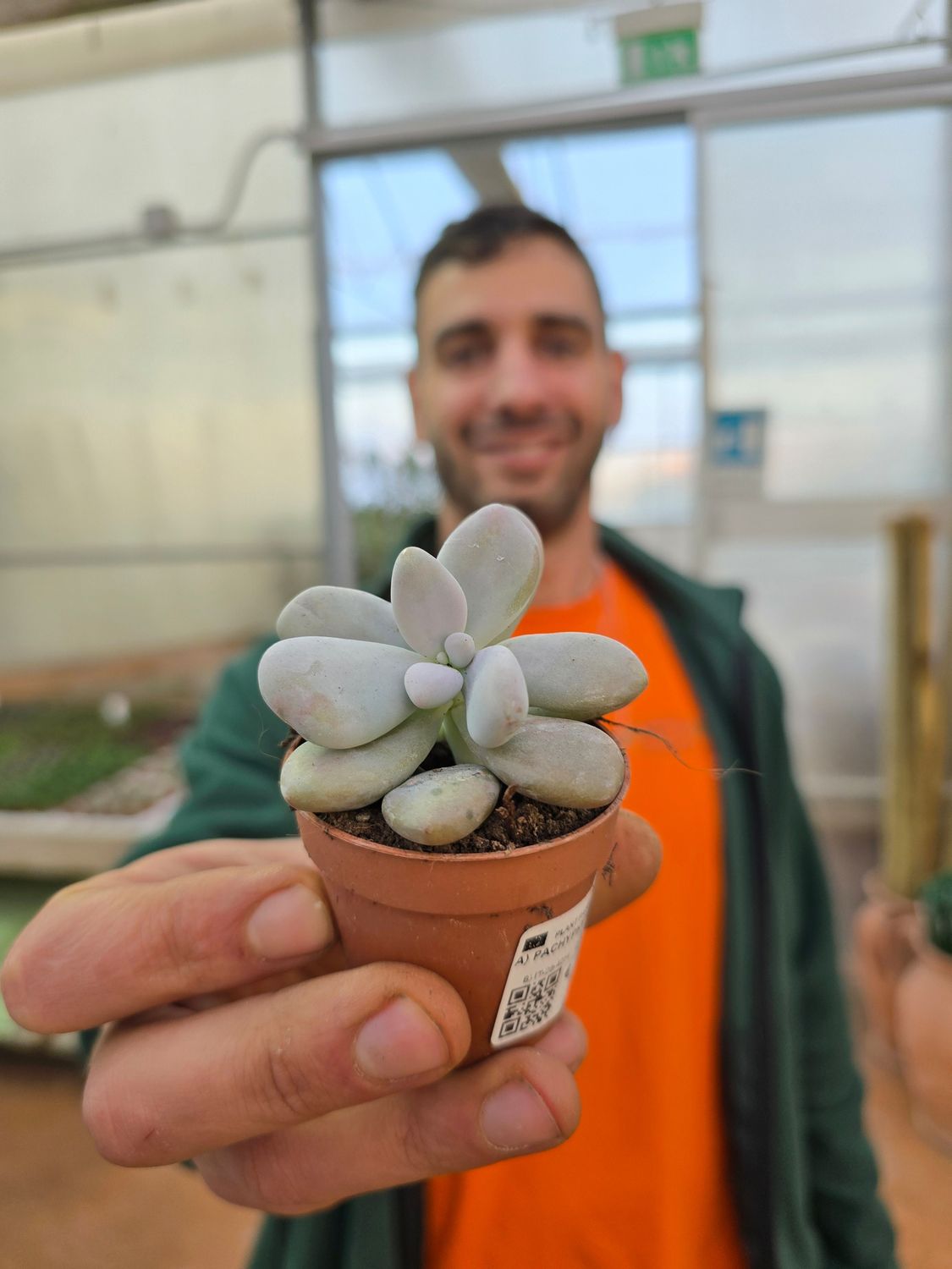 Pachyphytum Oviferum - vaso Ø5,5 cm Pachyphytum Oviferum - vaso Ø5,5 cm