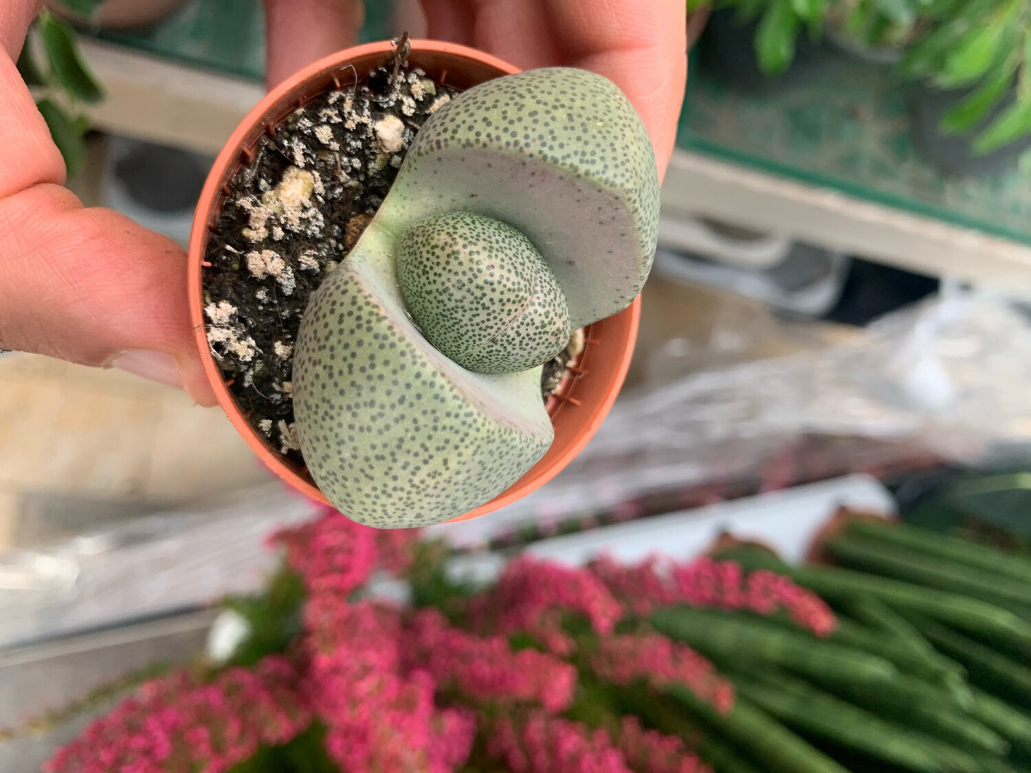 Pleiospilos nelii, aizoaceae - vaso Ø5.5 cm Pleiospilos nelii, aizoaceae - vaso Ø5.5 cm