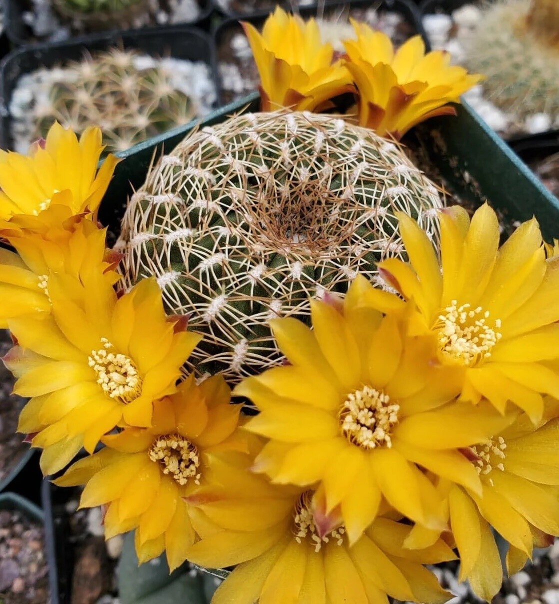 Sulcorebutia arenacea - vaso cm 5 Sulcorebutia arenacea - vaso cm 5