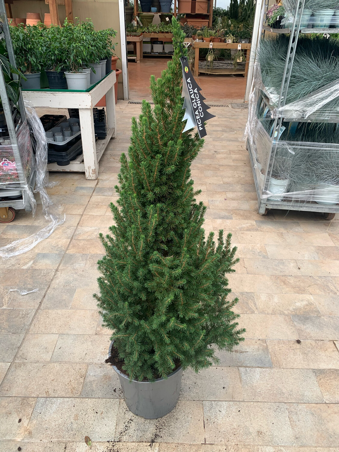 Picea glauca 'Conica' - vaso 23 h 70 Picea glauca 'Conica' - vaso 23 h 70