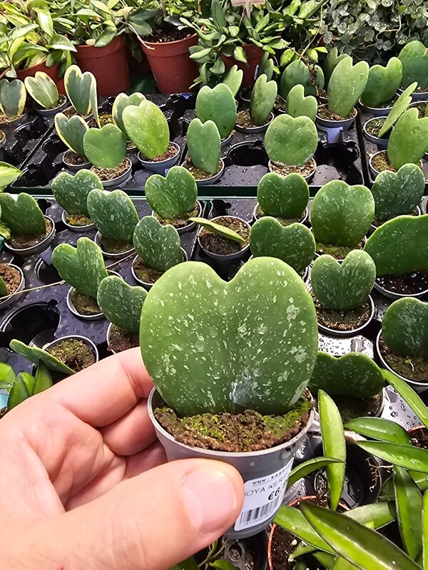Hoya Kerrii 'Splash', Pianta del cuore - vaso Ø6 cm