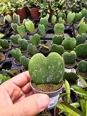 Hoya Kerrii 'Splash', Pianta del cuore - vaso Ø6 cm