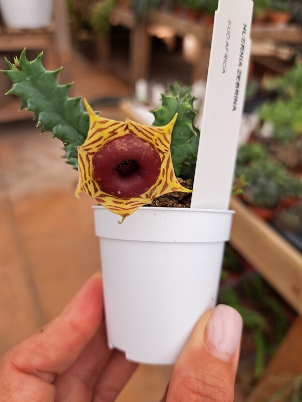 Stapelia, Huernia zebrina - vaso Ø5,5 cm