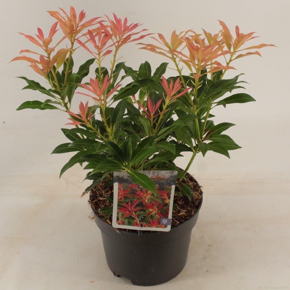 Pieris japonica 'Forest Flame' - vaso Ø17 cm Pieris japonica 'Forest Flame' - vaso Ø17 cm