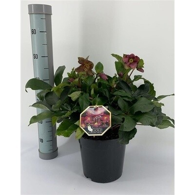 Helleboro Rosso - Helleborus Ice n'roses Early red - Elleboro - vaso 17