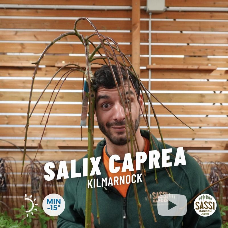 Salix caprea 'Kilmarnock', Salice Pendula - vaso Ø17 cm Salix caprea 'Kilmarnock', Salice Pendula - vaso Ø17 cm