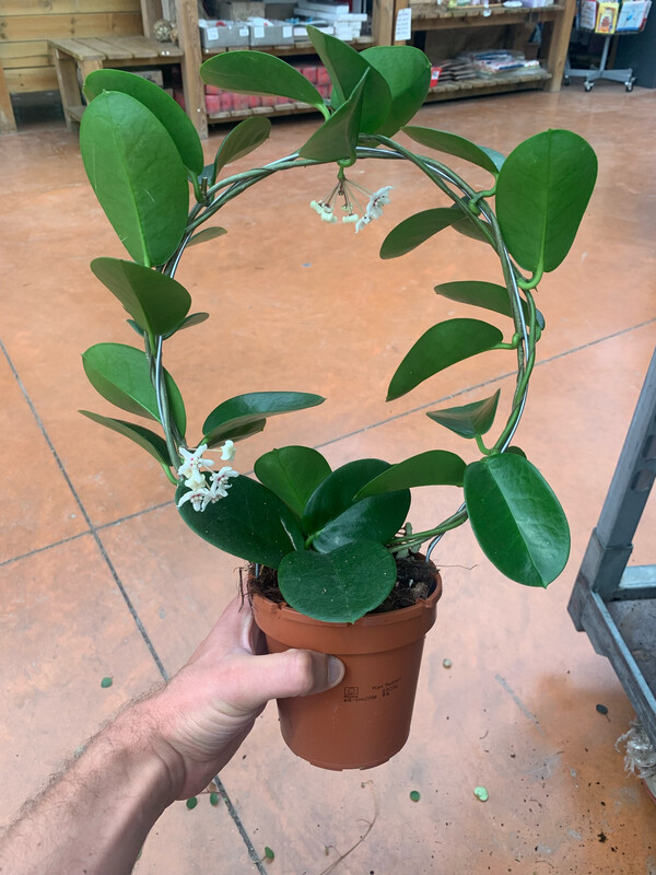 Hoya Australis, Fiore di Cera - vaso Ø12 cm, h 41 cm fuori vaso