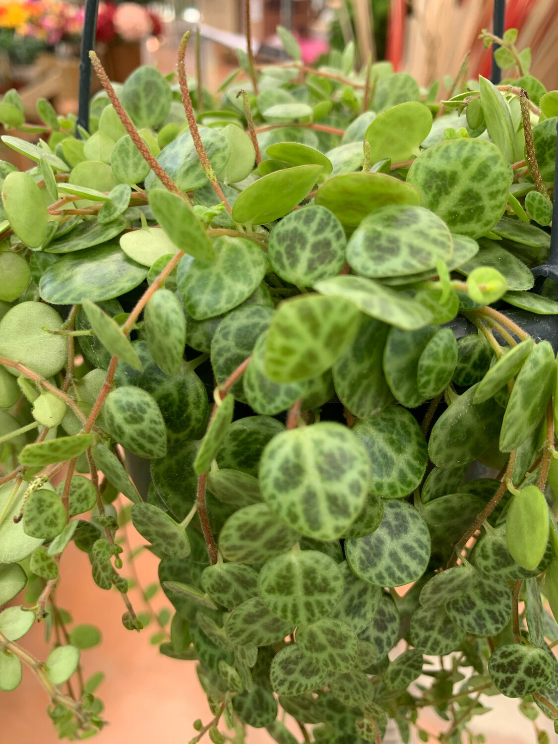 Peperomia Prostrata, Pianta Tartaruga, Collana di Tartarughe 🐢 - vaso Ø12 cm, lunghezza rami 20 cm