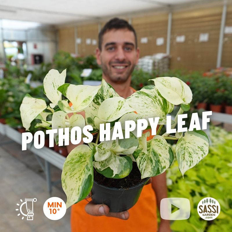 Pothos 'Happy Leaf', Epipremnum aureum 'Manjula', Potus, Potos, Pothos, Photus - vaso Ø12 cm