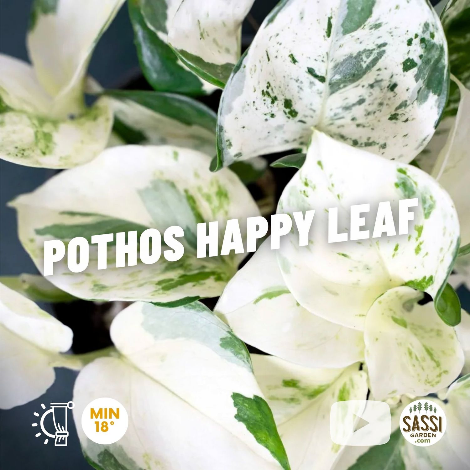 Pothos 'Happy Leaf', Epipremnum aureum 'Manjula', Potus, Potos, Pothos, Photus - vaso Ø12 cm