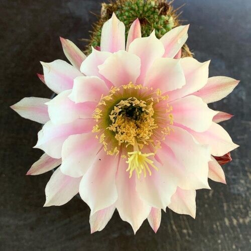 Trichocereus Huascha vaso 14 Trichocereus Huascha vaso 14