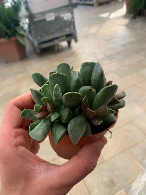 Adromischus cooperi, Pianta grassa - vaso Ø5,5 cm