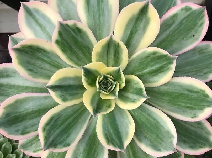Aeonium 'Starburst', Pianta Grassa - vaso Ø 8cm
