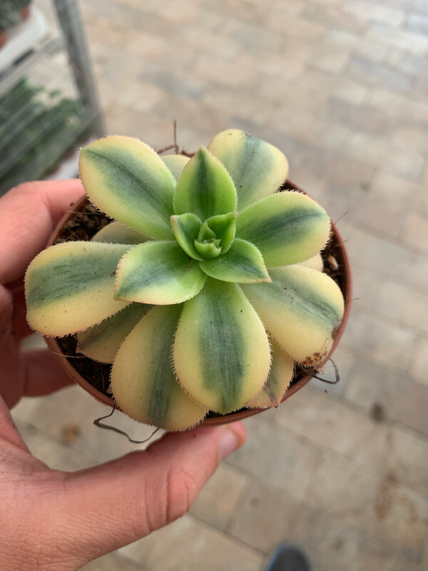 Aeonium 'Starburst', Pianta Grassa - vaso Ø 8cm