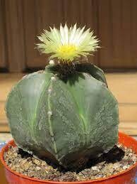 Astrophytum nudum - vaso Ø5 cm Astrophytum nudum - vaso Ø5 cm