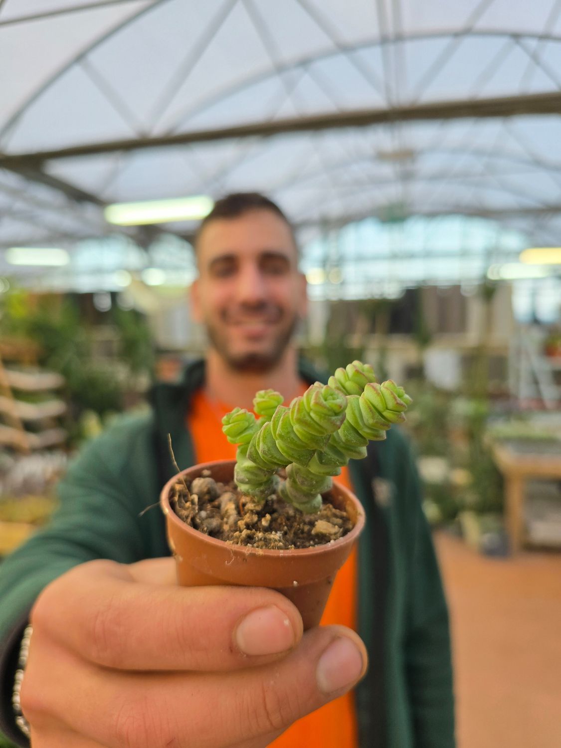 Crassula Marnieriana - vaso Ø5,5 cm Crassula Marnieriana - vaso Ø5,5 cm