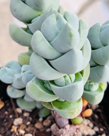 Crassula ovata, Crassula Moonstone - vaso Ø 8 cm