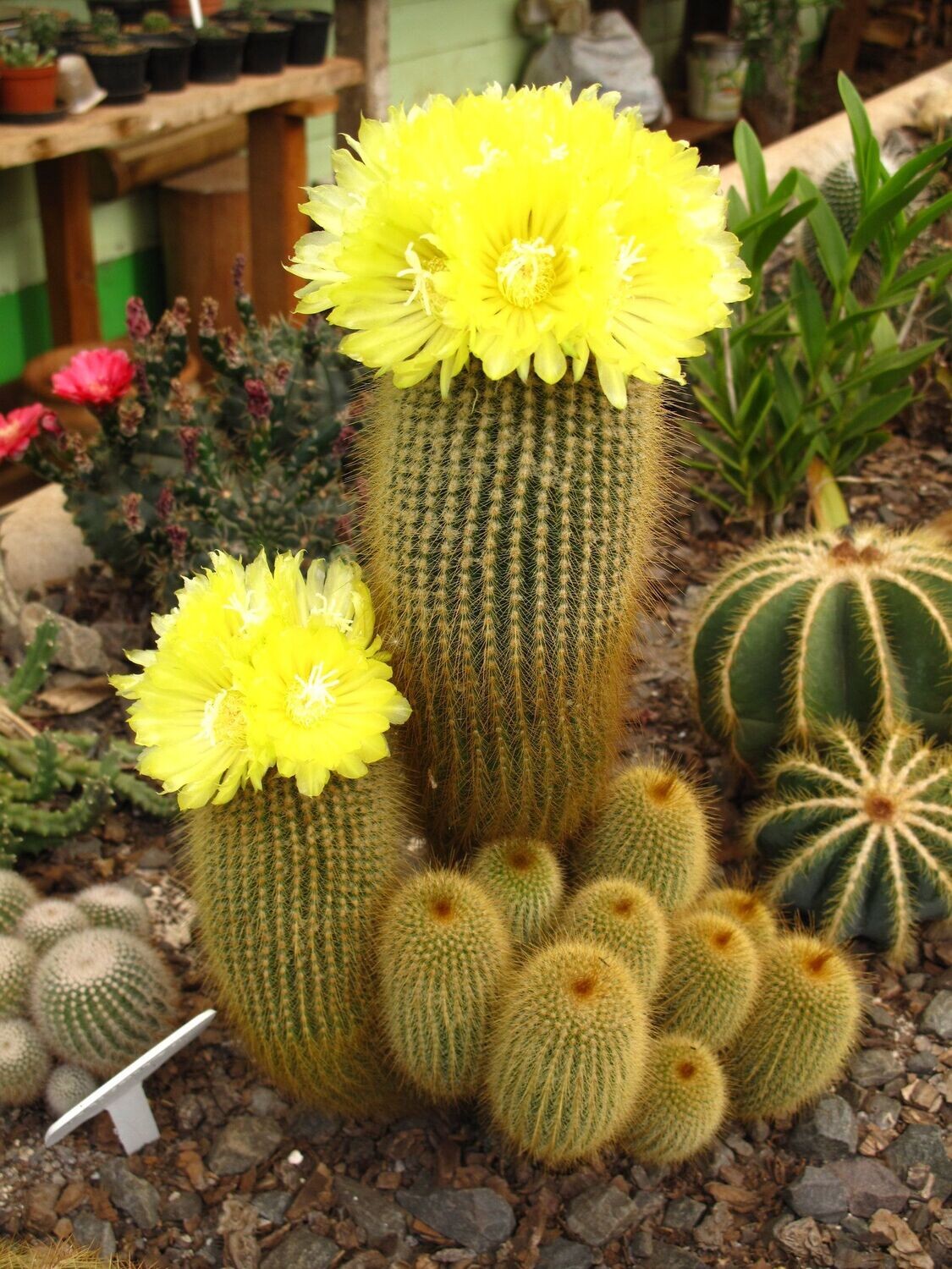 Eriocactus leninghausii - vaso Ø5 cm Eriocactus leninghausii - vaso Ø5 cm